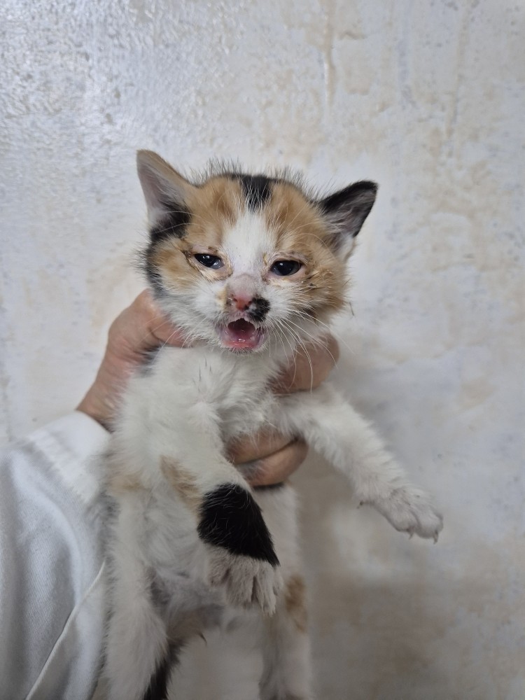 보호중 한국 고양이…